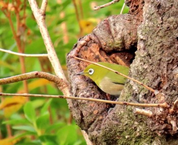 2024年2月10日(土) 大阪城公園の野鳥観察記録