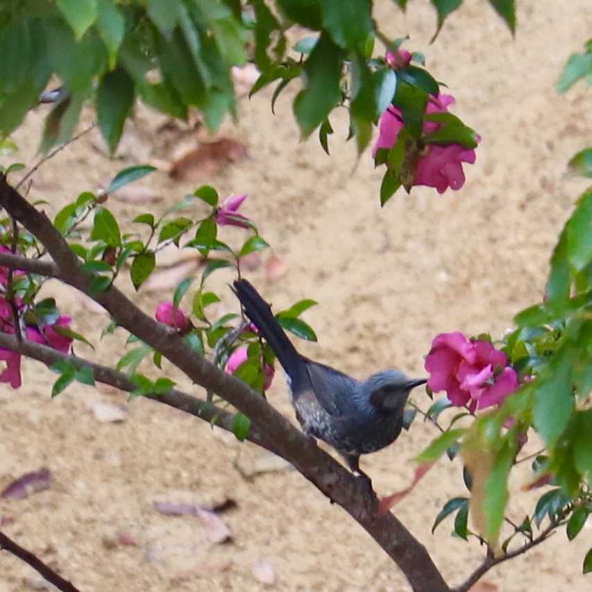 錦織公園 ヒヨドリの写真 by sakura