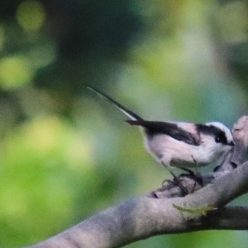 Long-tailed Tit 高知城 Fri, 11/16/2018