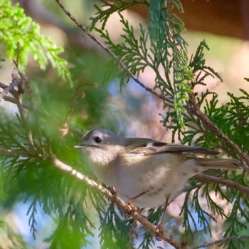 2024年2月3日(土) 秋ヶ瀬公園の野鳥観察記録