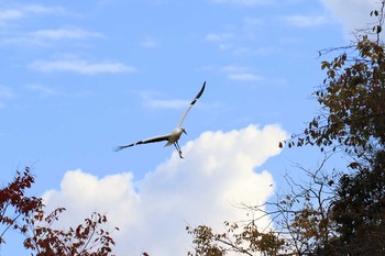 2018年11月3日(土) コウノトリの郷公園の野鳥観察記録