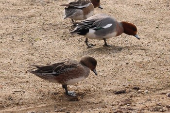 ヒドリガモ 駕与丁公園 2024年2月2日(金)