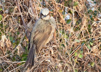 Brown-eared Bulbul ふれあい松戸川 Sat, 2/10/2024