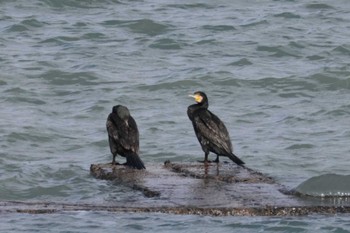 Great Cormorant 曽根干潟(曾根干潟) Mon, 1/15/2024