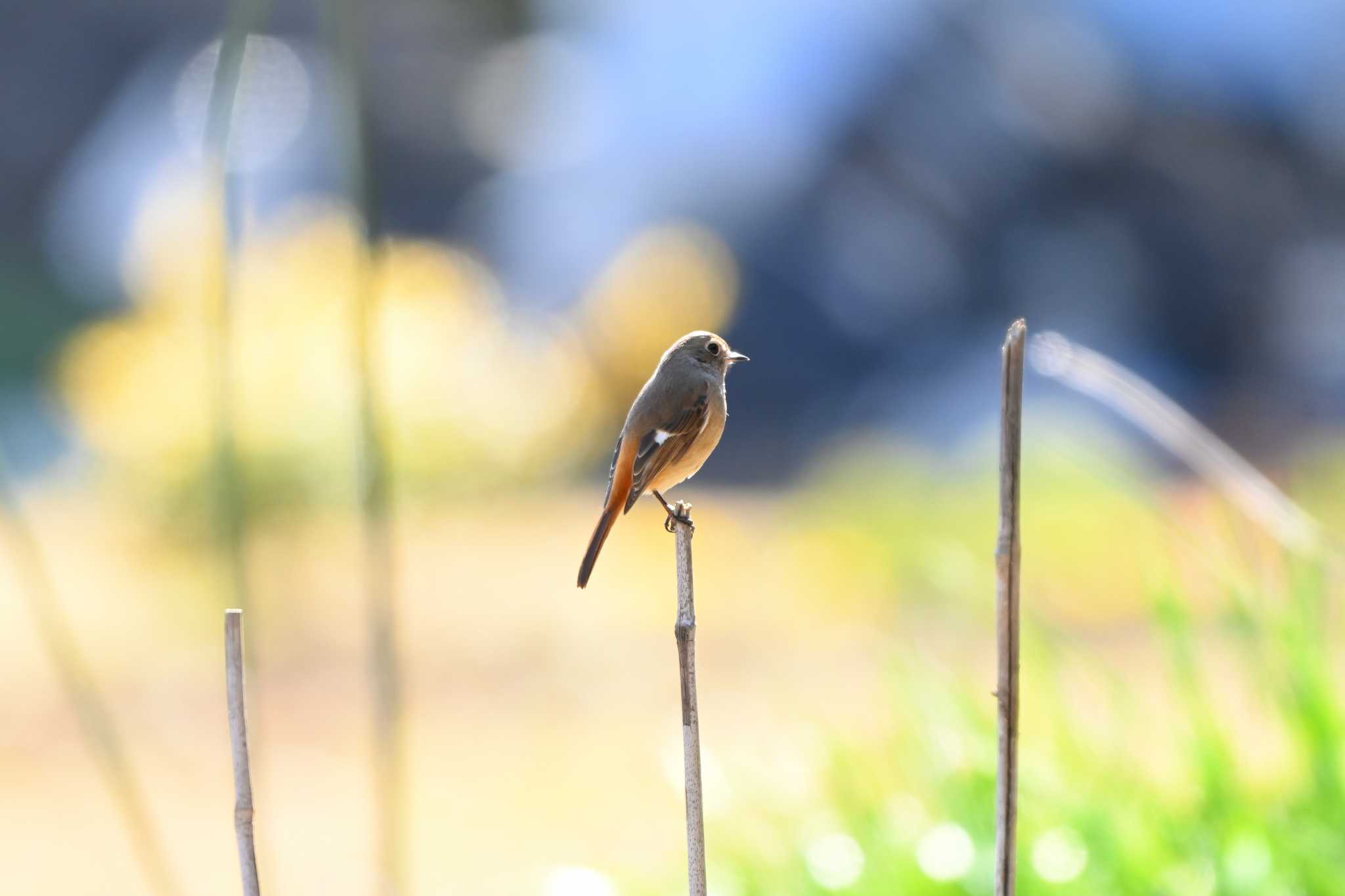 Photo of Daurian Redstart at 愛知県森林公園 by ポッちゃんのパパ