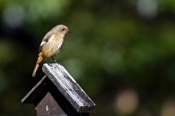 Daurian Redstart 愛知県森林公園 Wed, 2/7/2024