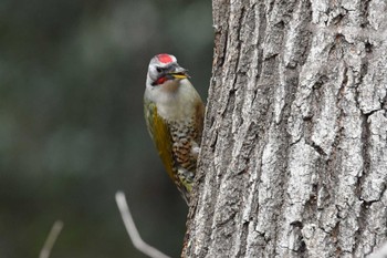 Japanese Green Woodpecker Hikarigaoka Park Fri, 2/2/2024
