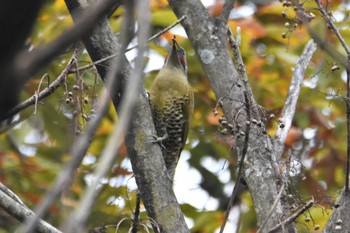 アオゲラ 立田山 2018年12月9日(日)