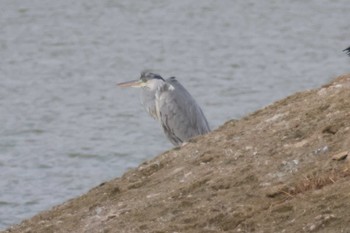 アオサギ 駕与丁公園 2024年2月2日(金)