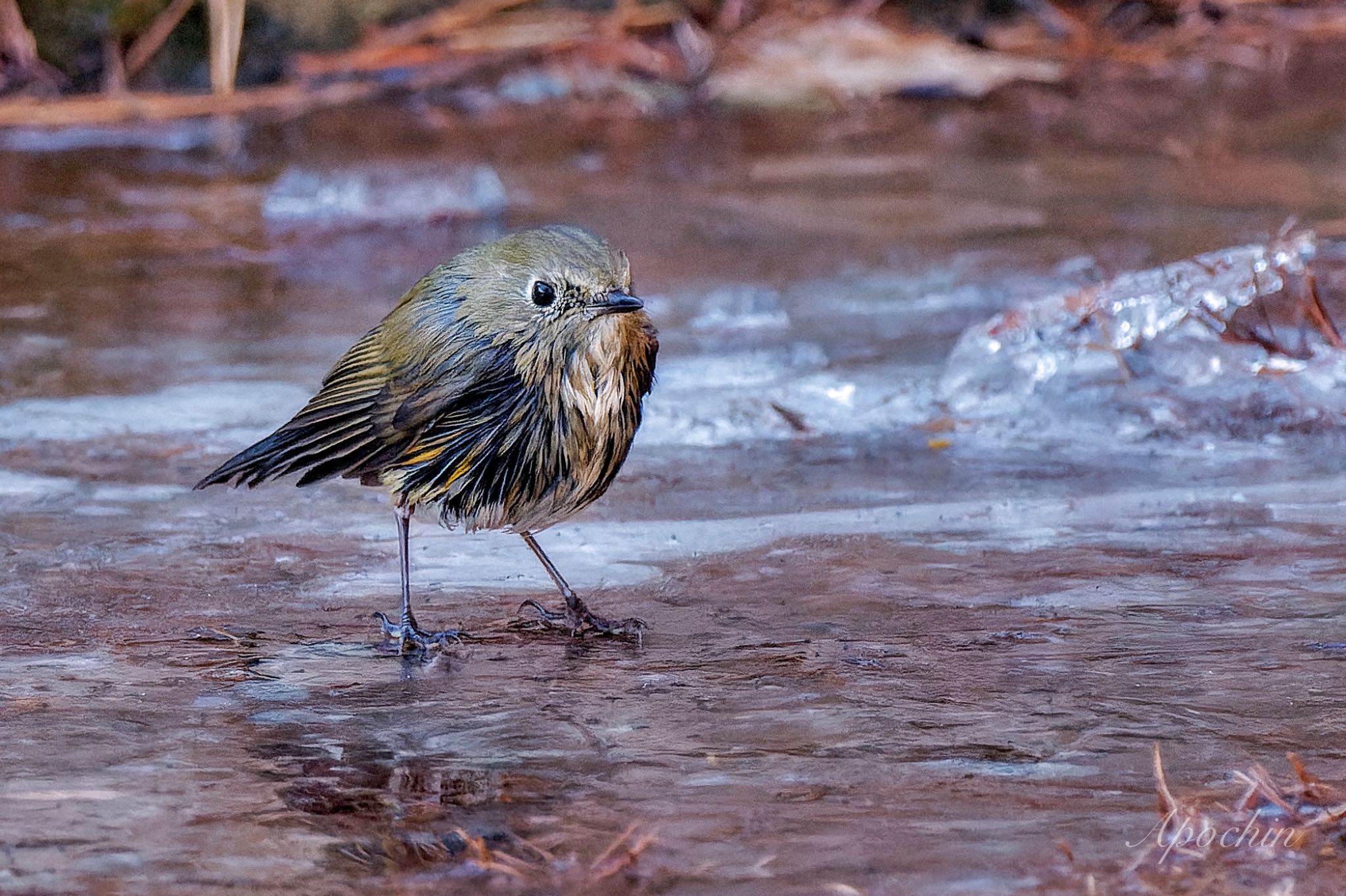 Photo of Red-flanked Bluetail at 創造の森(山梨県) by アポちん