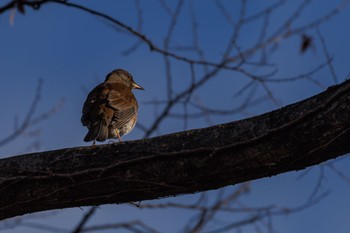 Pale Thrush 善福寺公園 Fri, 2/9/2024