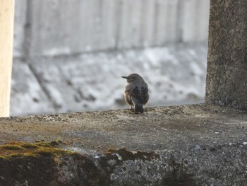 Unknown Species 哲学堂公園 Sat, 2/10/2024