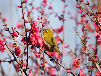 Warbling White-eye 生田緑地 Sat, 2/10/2024