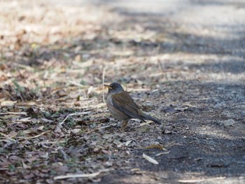 Pale Thrush 生田緑地 Sat, 2/10/2024