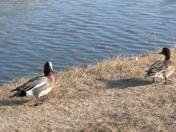 マガモ 室見川 2024年2月10日(土)