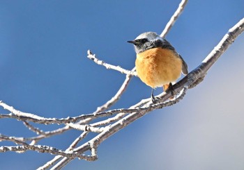 Sat, 2/10/2024 Birding report at 荒川ダム