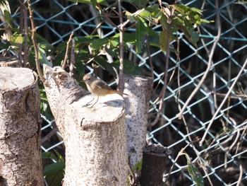 Daurian Redstart 生田緑地 Sat, 2/10/2024