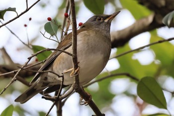 Pale Thrush 甲山森林公園 Sat, 2/10/2024