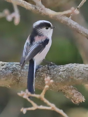 Long-tailed Tit 自宅前 Wed, 1/31/2024