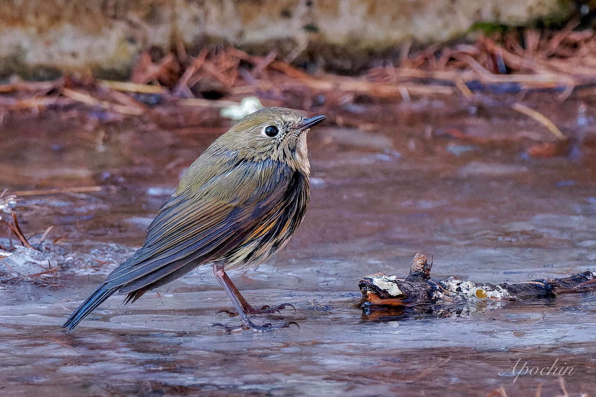 Photo of Red-flanked Bluetail at 創造の森(山梨県) by アポちん