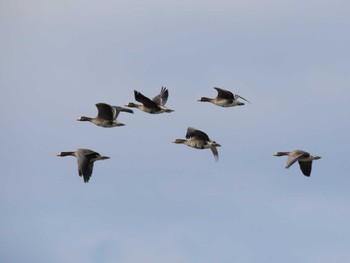 Greater White-fronted Goose Izunuma Wed, 2/7/2024