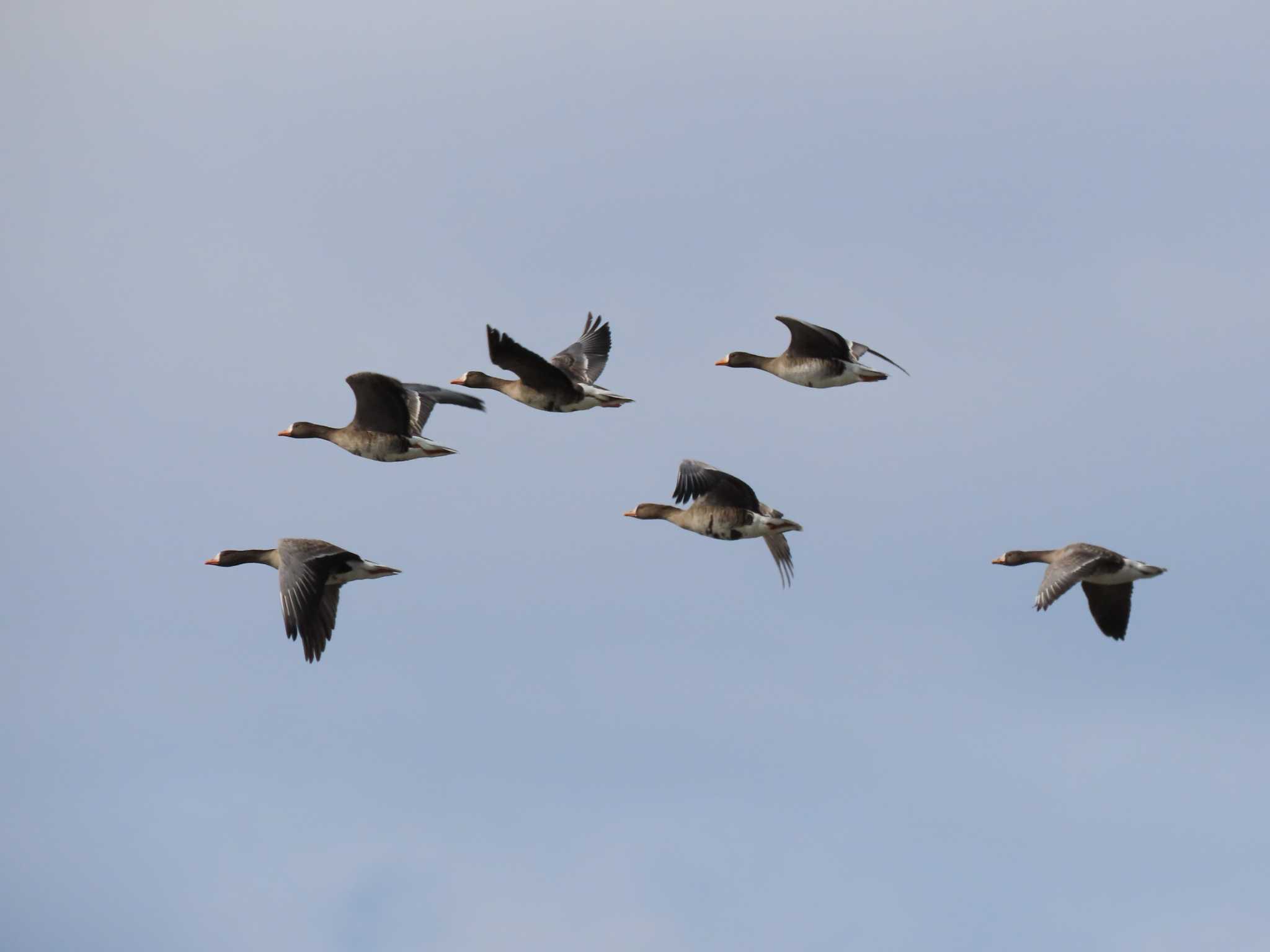 Greater White-fronted Goose