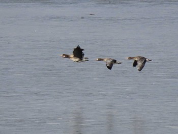 Greater White-fronted Goose Izunuma Wed, 2/7/2024