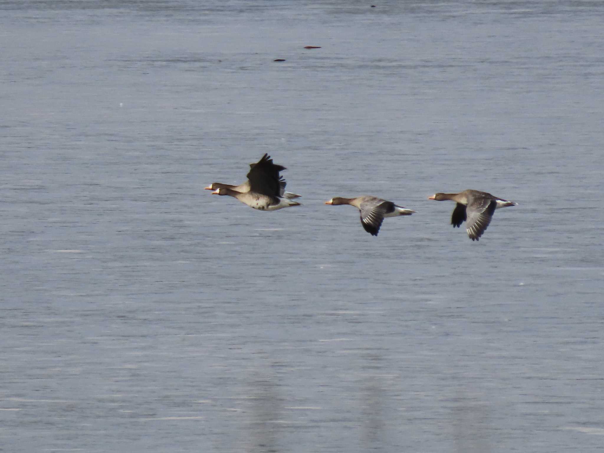 Greater White-fronted Goose