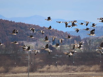 Greater White-fronted Goose Izunuma Wed, 2/7/2024