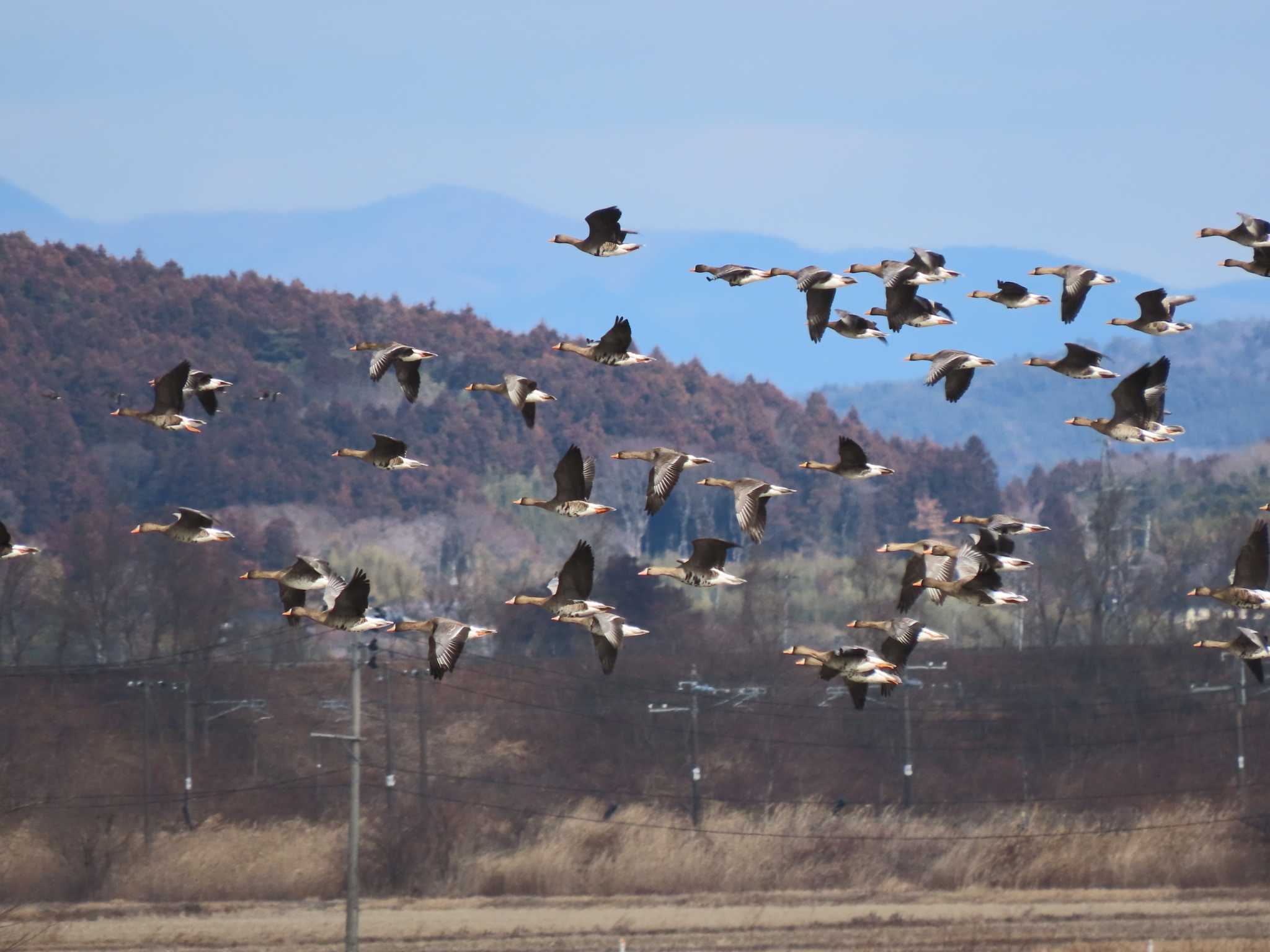 Greater White-fronted Goose