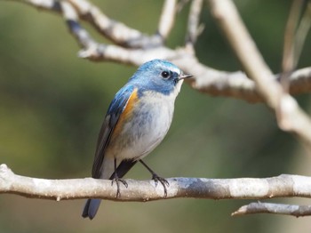 2024年2月10日(土) 大町自然観察園の野鳥観察記録