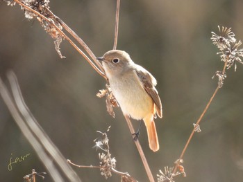 Daurian Redstart 河川環境楽園 Sat, 2/10/2024