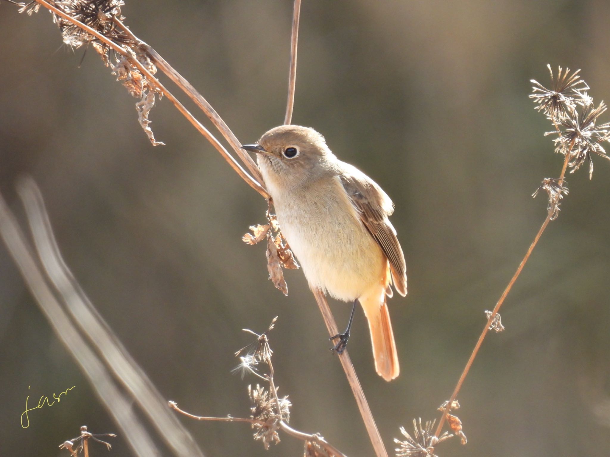 Photo of Daurian Redstart at 河川環境楽園 by じゃすみん 岐阜ラブ❤︎