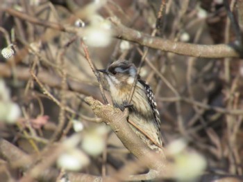 Sat, 2/10/2024 Birding report at 四季の森公園(横浜市緑区)