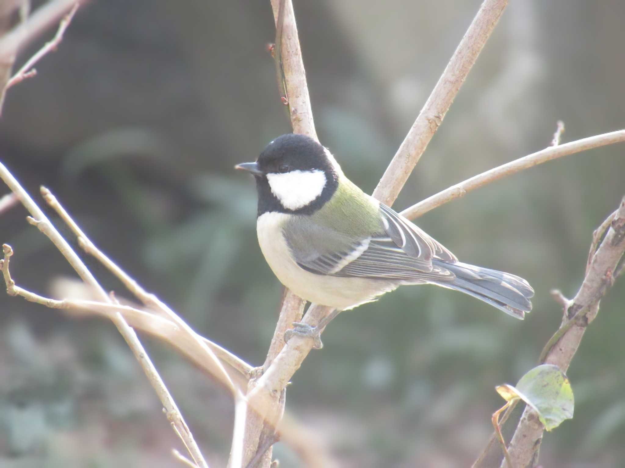 シジュウカラ