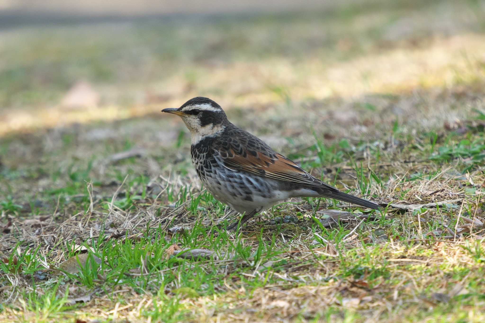 Dusky Thrush