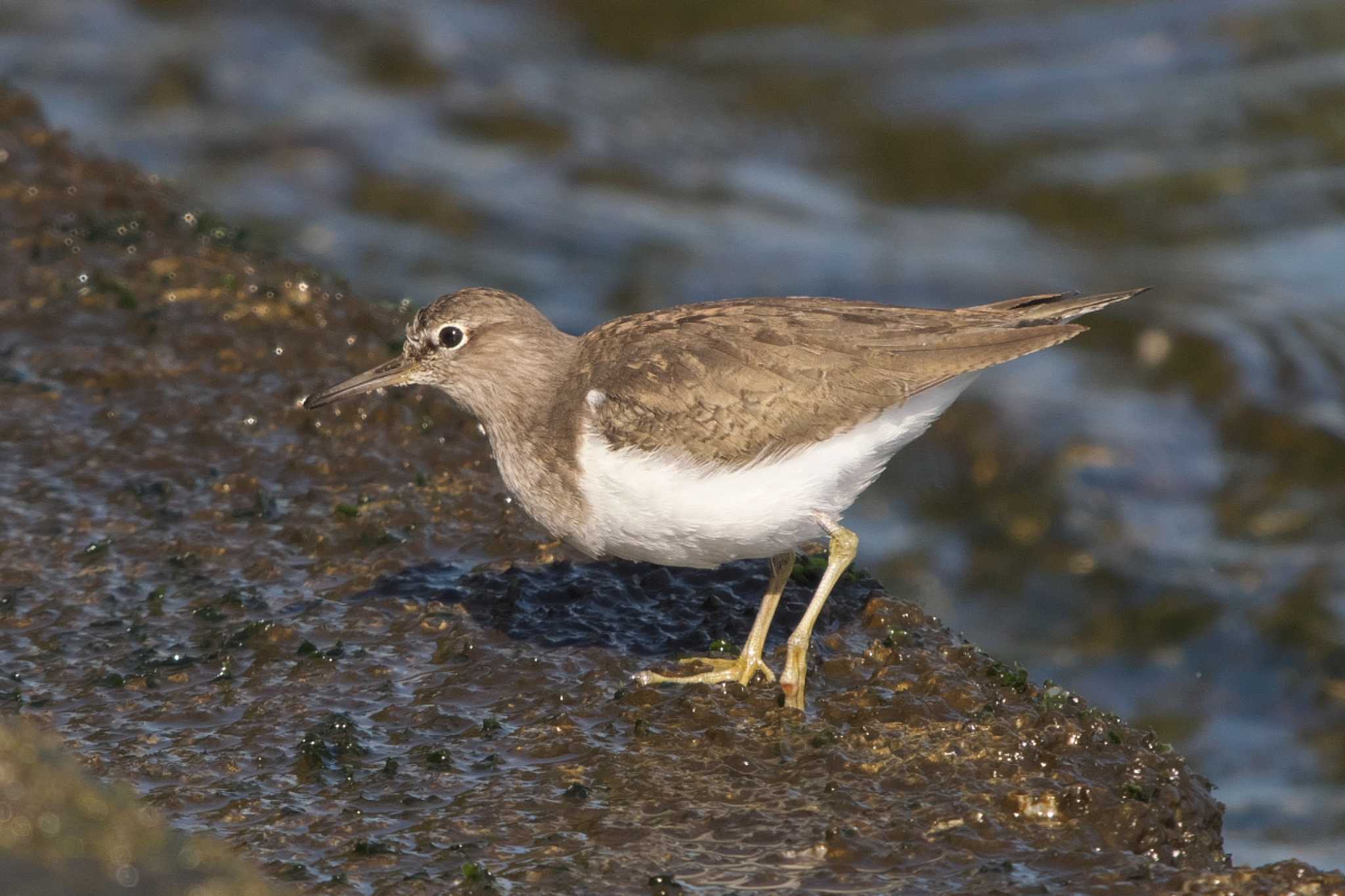 Photo of Common Sandpiper at 野島公園 by Y. Watanabe