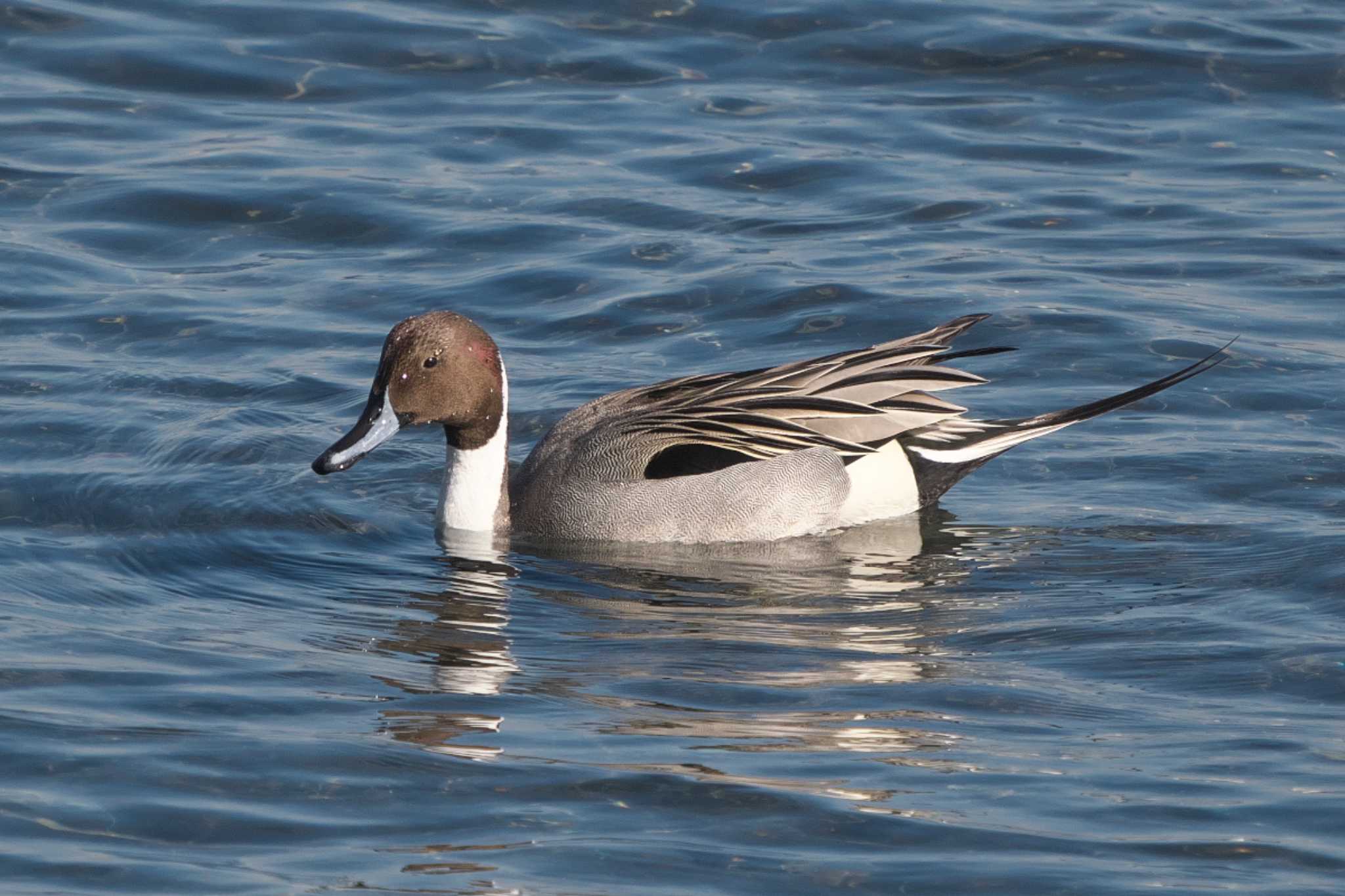 Photo of Northern Pintail at 野島公園 by Y. Watanabe