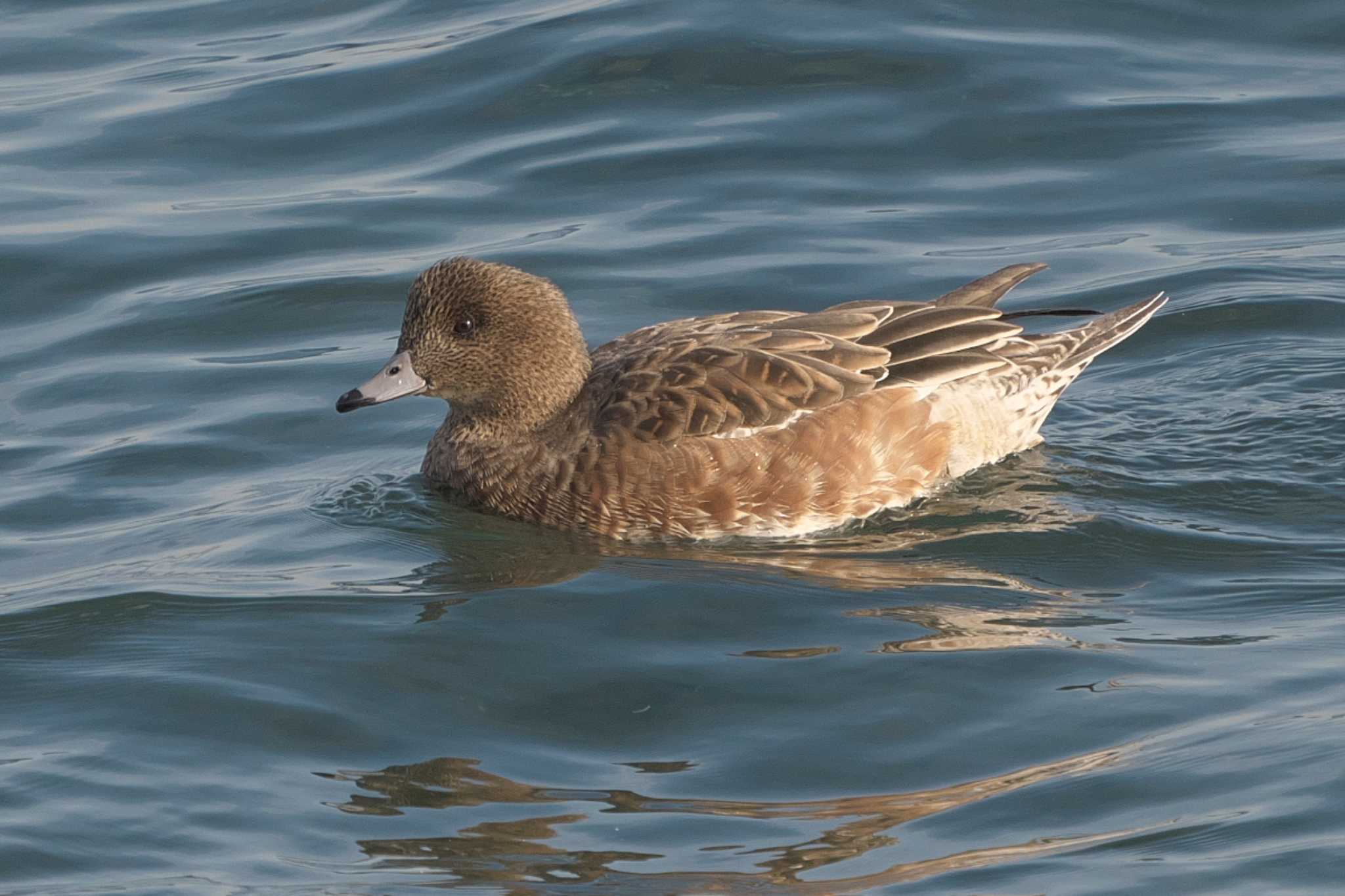 Photo of Eurasian Wigeon at 野島公園 by Y. Watanabe