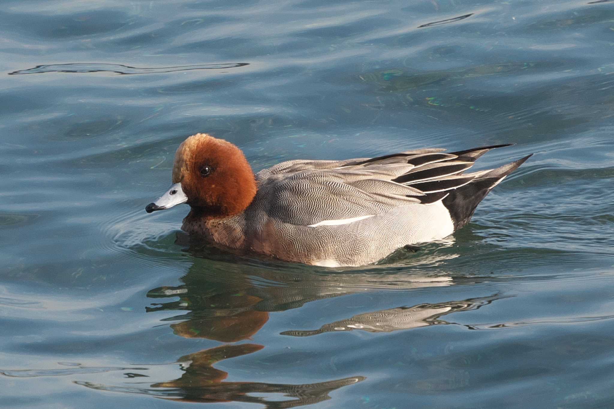 Eurasian Wigeon