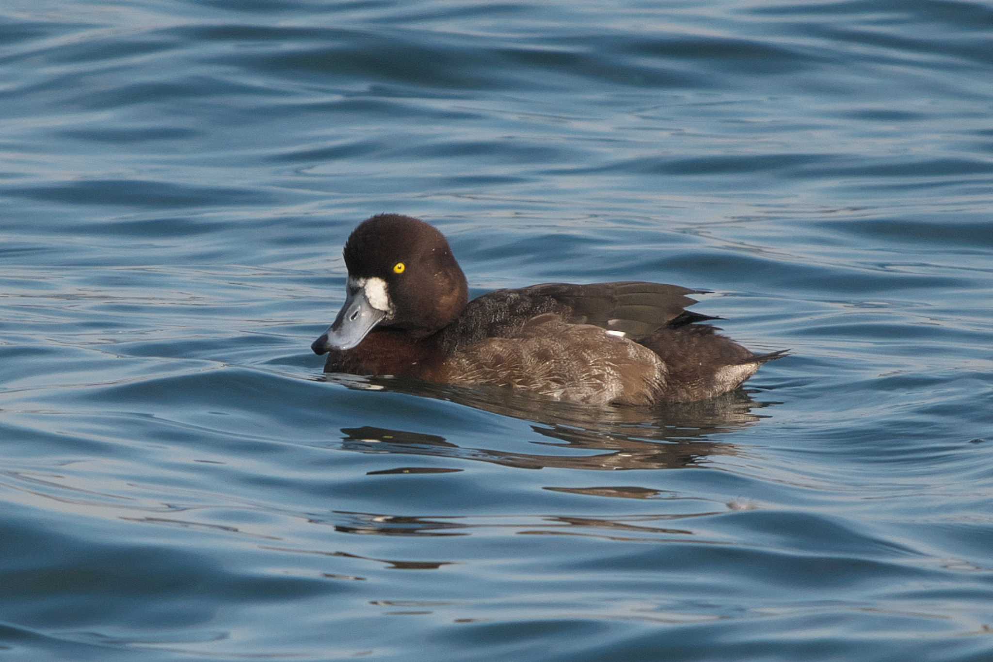 Photo of Greater Scaup at 野島公園 by Y. Watanabe