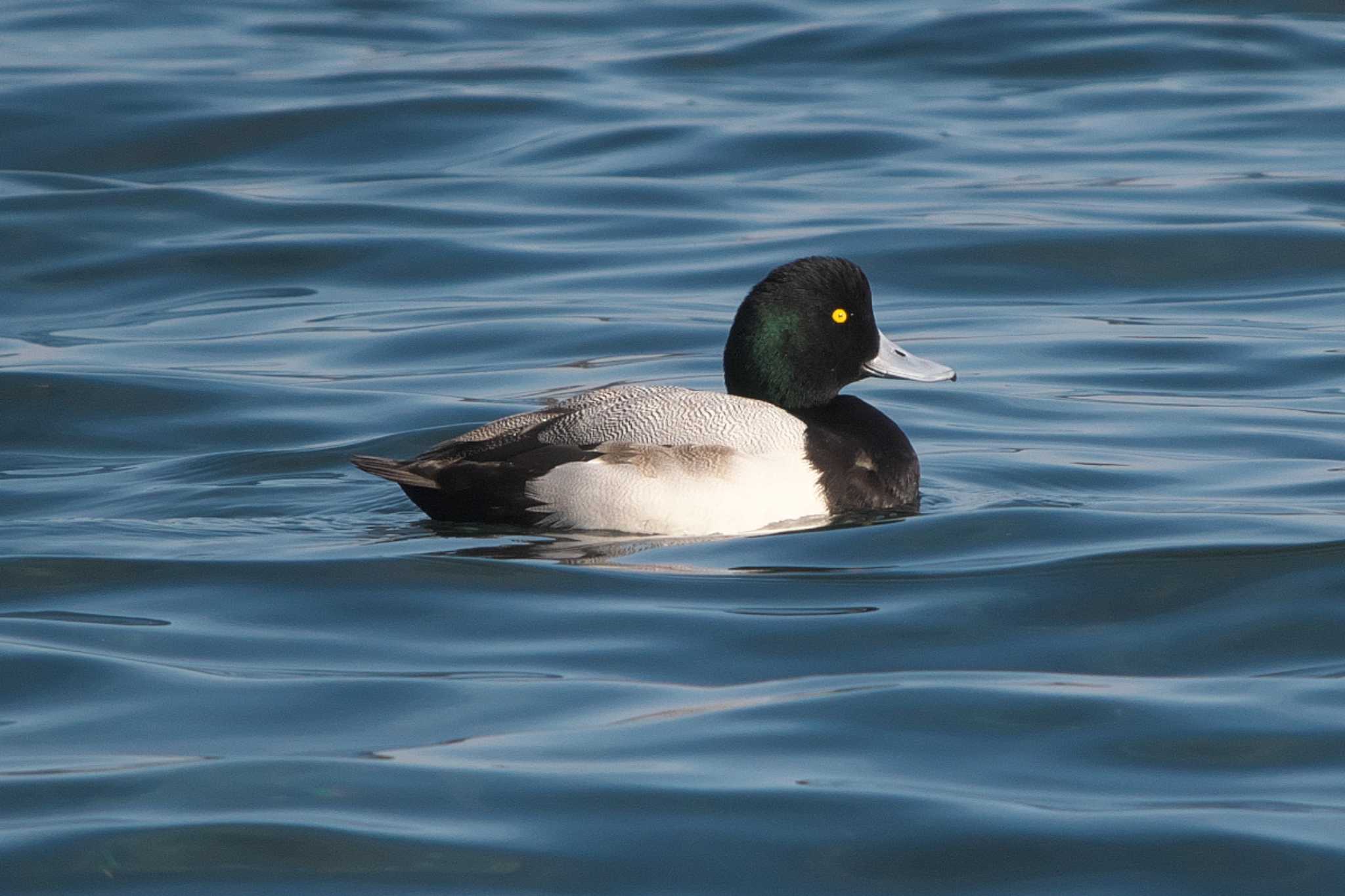 Photo of Greater Scaup at 野島公園 by Y. Watanabe