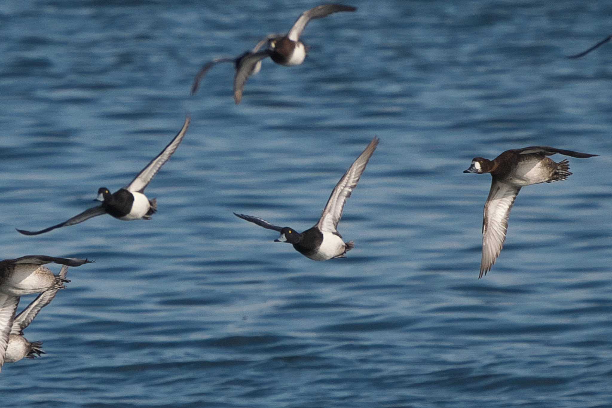 Photo of Greater Scaup at 野島公園 by Y. Watanabe