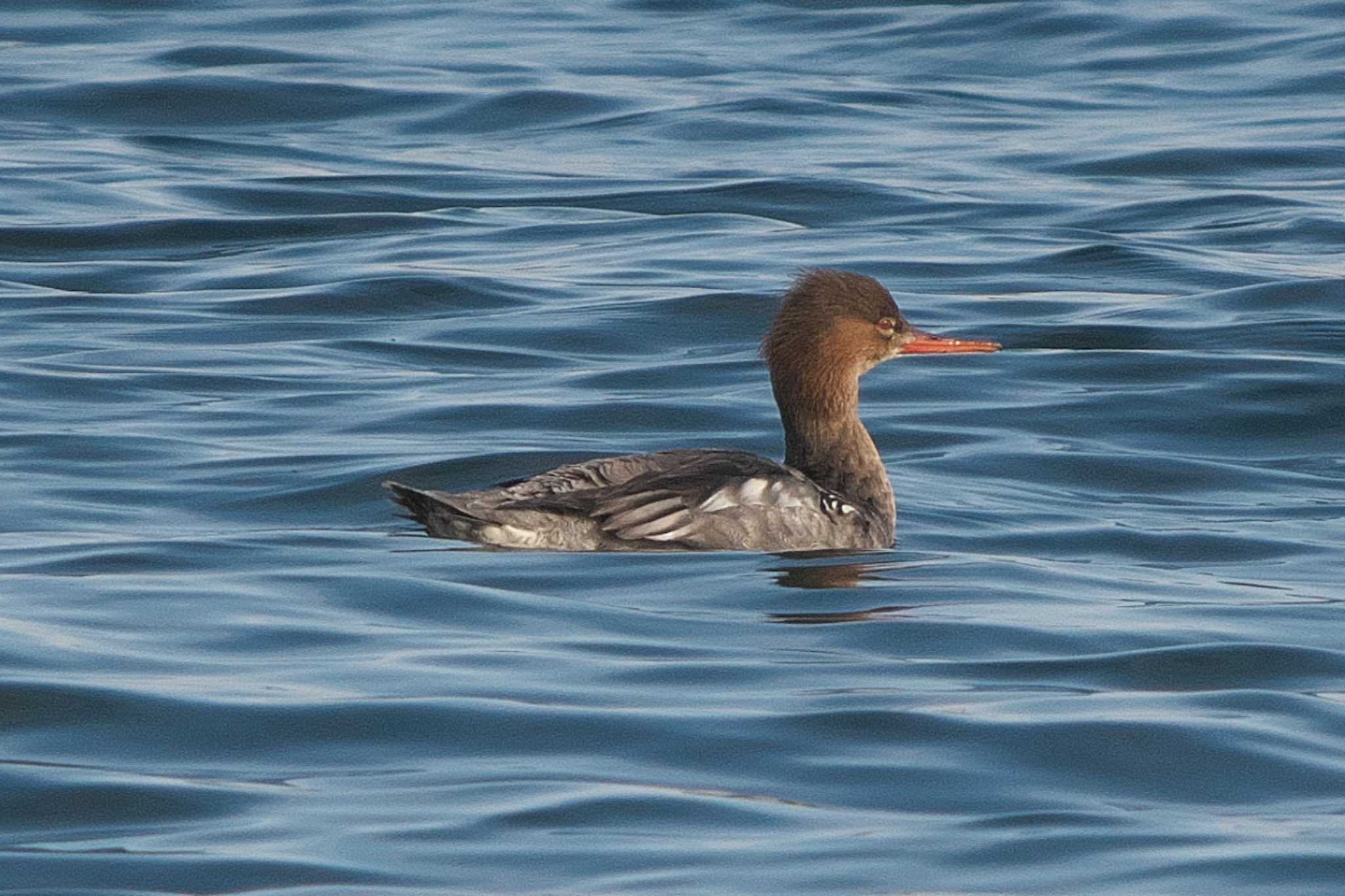 Photo of Red-breasted Merganser at 野島公園 by Y. Watanabe