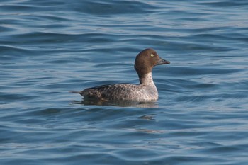 2024年2月10日(土) 野島公園の野鳥観察記録