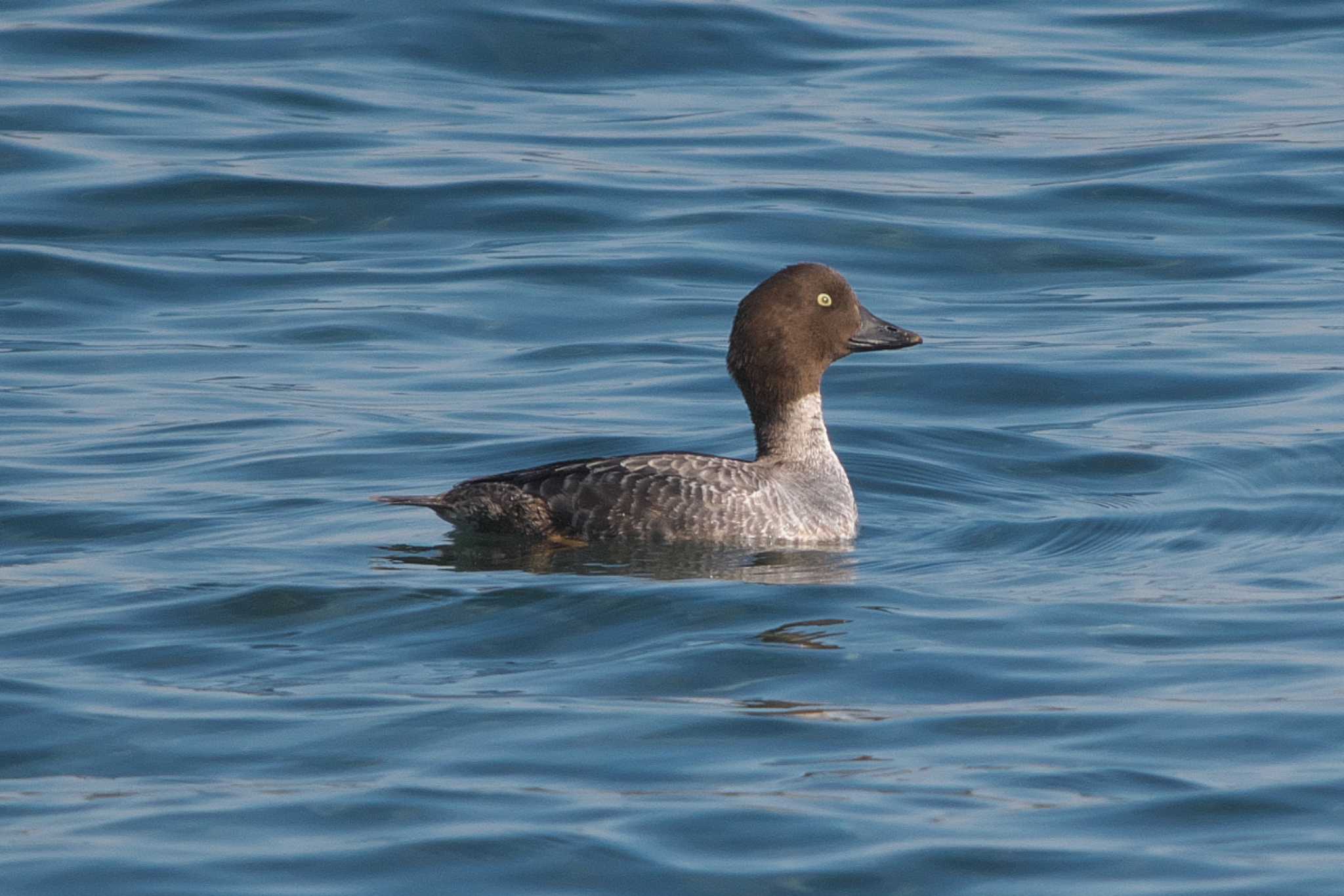 Photo of Common Goldeneye at 野島公園 by Y. Watanabe