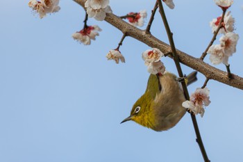 Warbling White-eye 杉並区 Thu, 2/8/2024