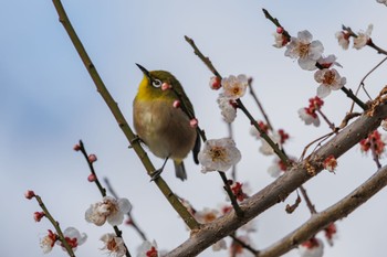 Warbling White-eye 杉並区 Thu, 2/8/2024