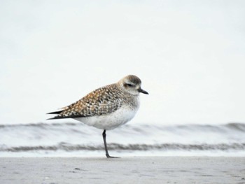 Grey Plover Sambanze Tideland Sun, 1/28/2024