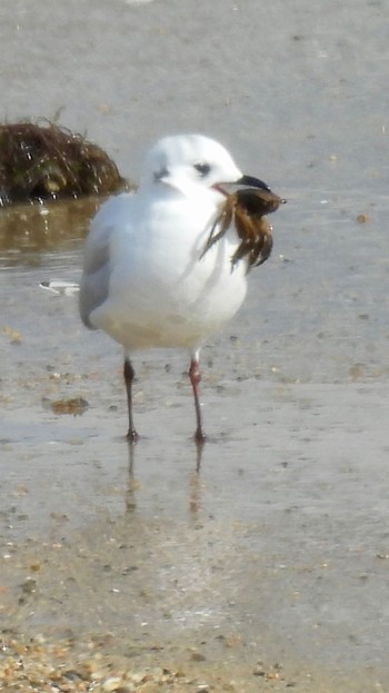 Saunders's Gull Gonushi Coast Wed, 2/7/2024